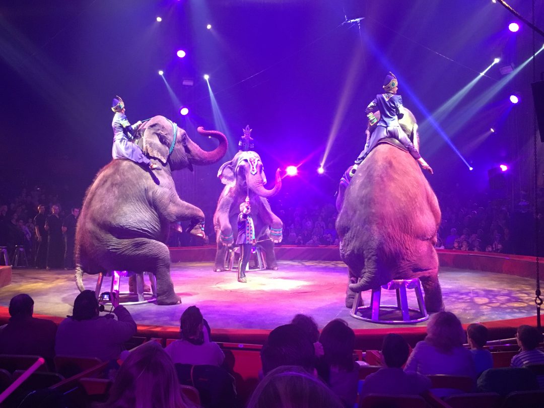 Cirque arlette gruss lille adresse