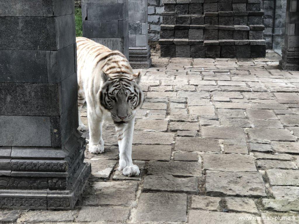 Une journée en famille à Pairi Daiza