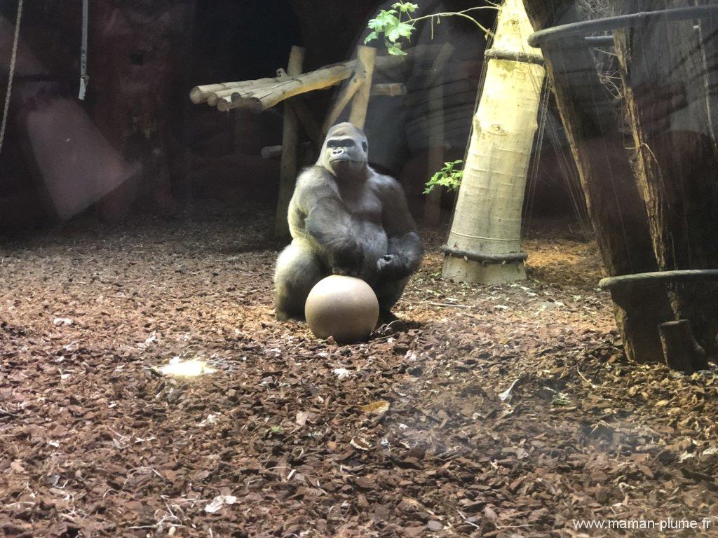 Une journée en famille à Pairi Daiza