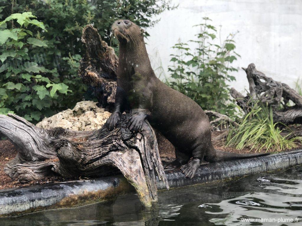 Une journée en famille à Pairi Daiza