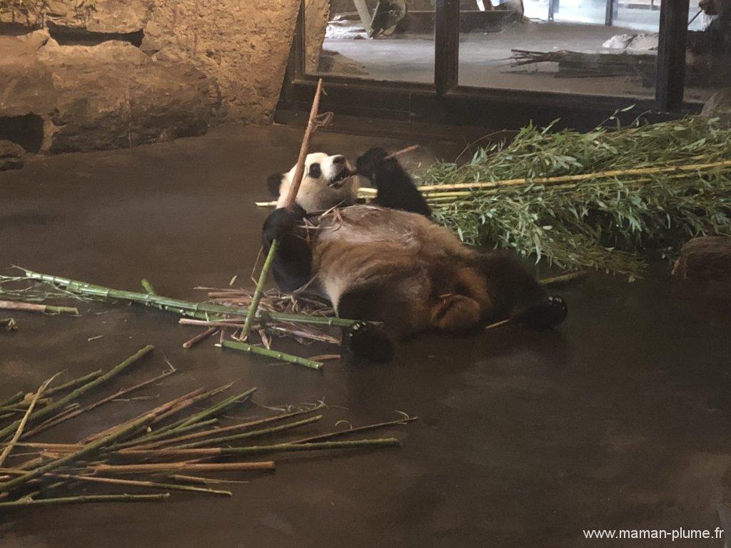 Une journée en famille à Pairi Daiza