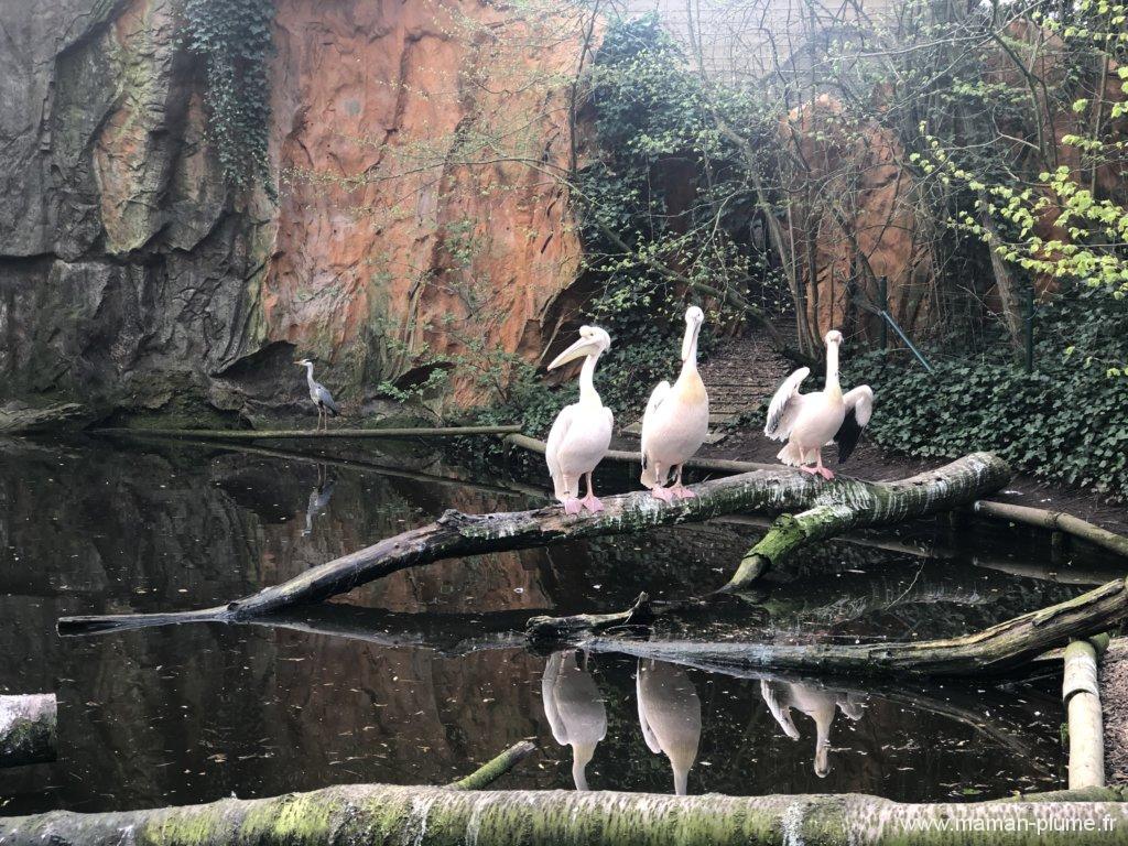 Une sortie en famille à Bellewaerde