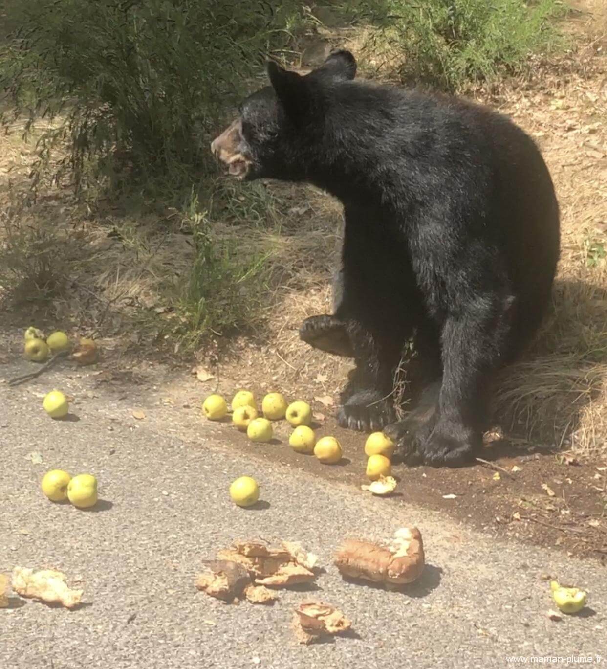 Le Safari de Peaugres, un zoo pas comme les autres