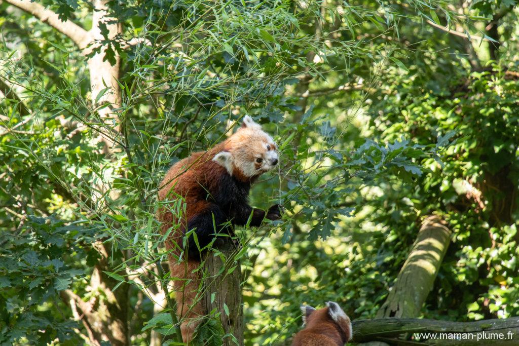 Le Safari de Peaugres, un zoo pas comme les autres