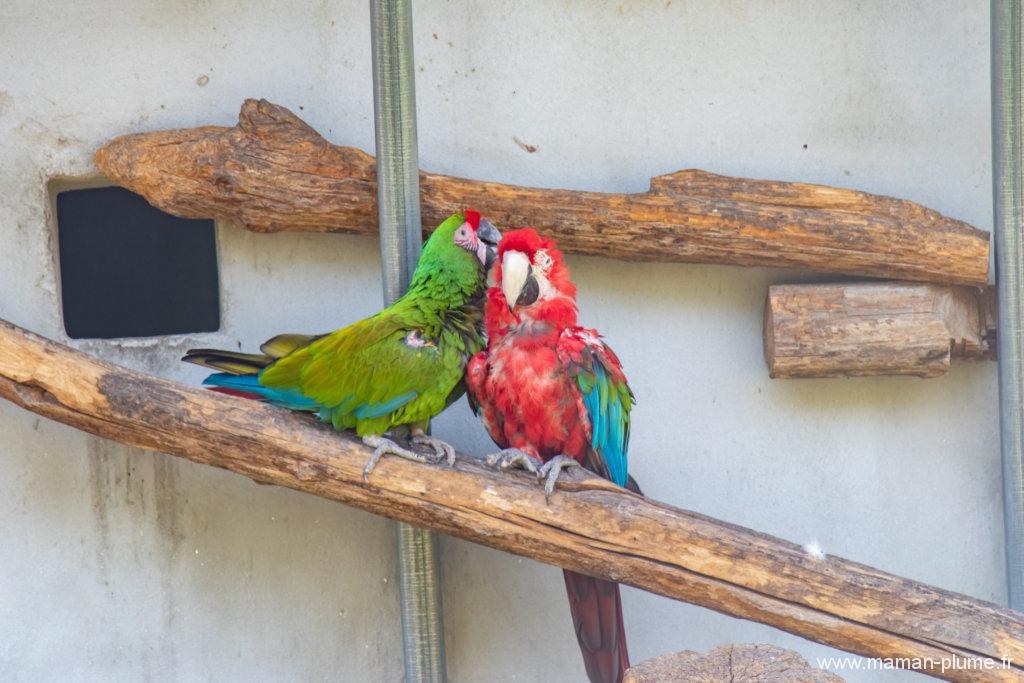 Le Safari de Peaugres, un zoo pas comme les autres