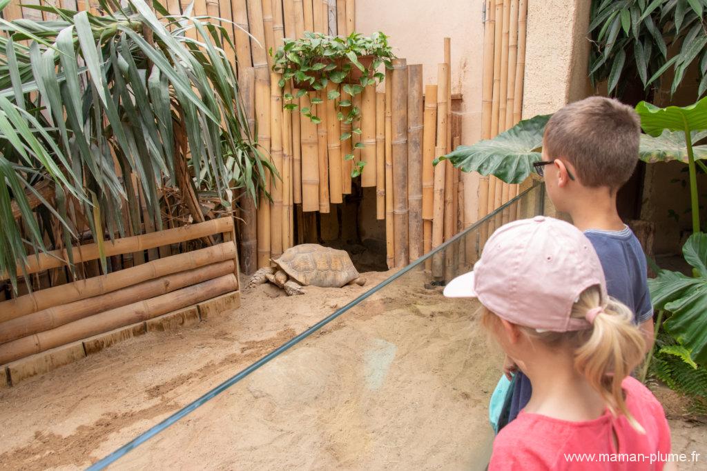 Le Safari de Peaugres, un zoo pas comme les autres