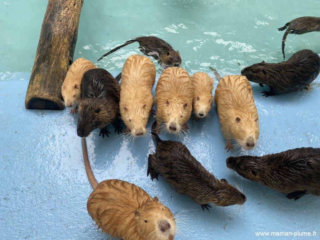 Bebe Ragondin Les Ragondins au parc des Myocastors ! - Le blog de Maman Plume