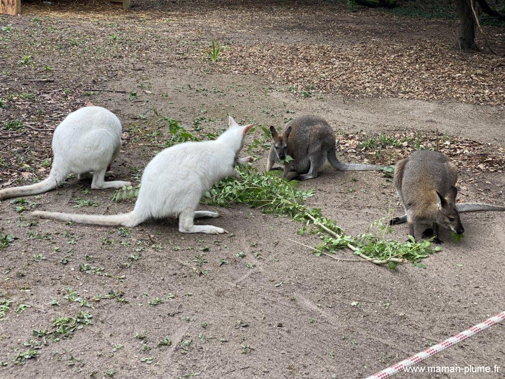 Les Ragondins au parc des Myocastors !