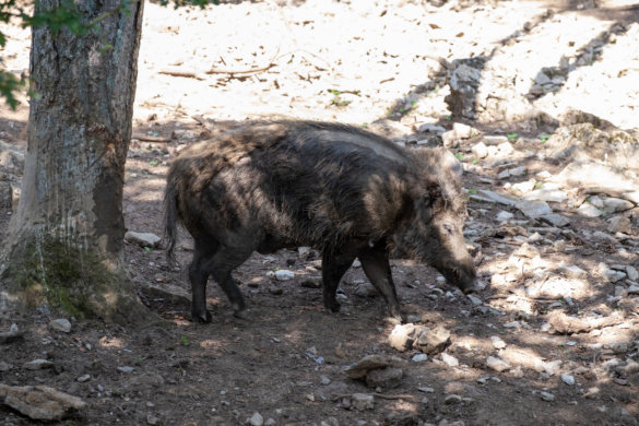 domaine-grottes-han-5190 Domaine des grottes de Han, 2 jours en pleine nature
