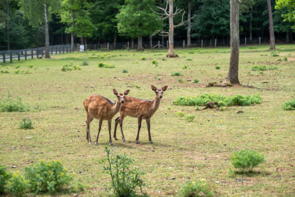 domaine-grottes-han-5449 Domaine des grottes de Han, 2 jours en pleine nature
