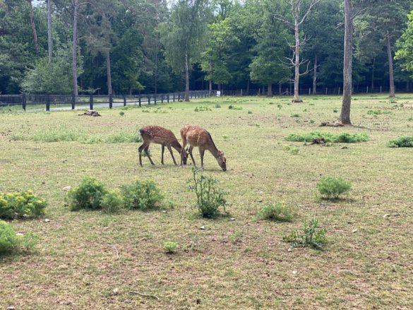 IMG-6991 Domaine des grottes de Han, 2 jours en pleine nature