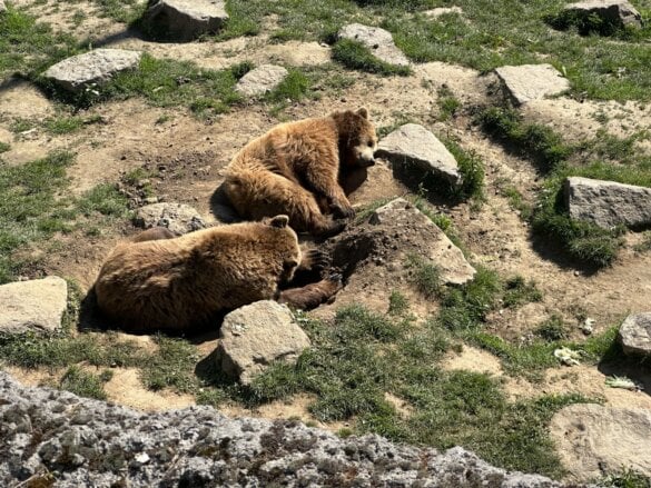 pairidaiza2026-13 Une journée à Pairi Daiza en famille