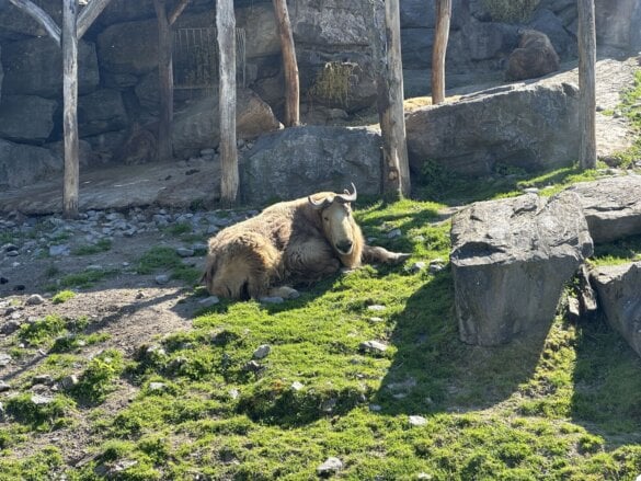 pairidaiza2026-19 Une journée à Pairi Daiza en famille