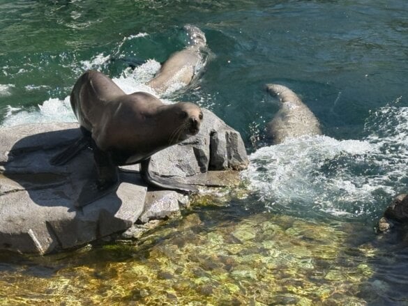 pairidaiza2026-41 Une journée à Pairi Daiza en famille