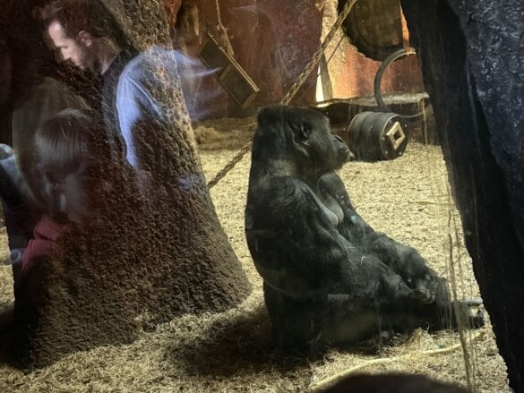 pairidaiza2026-64 Une journée à Pairi Daiza en famille