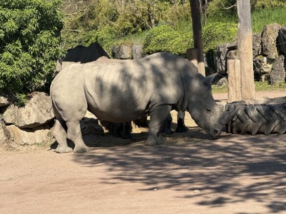 pairidaiza2026-65 Une journée à Pairi Daiza en famille