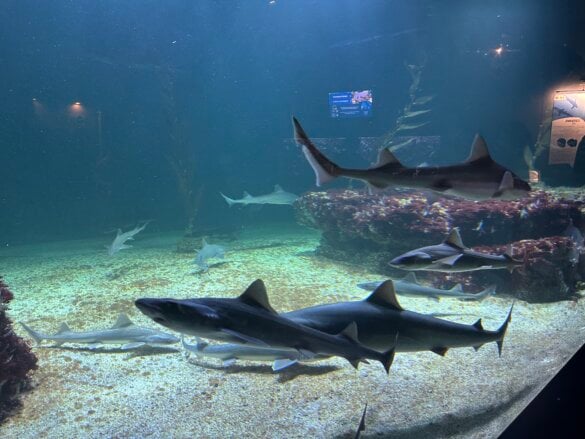 IMG_8321 Une visite en famille à l’aquarium de Vendée avec les enfants