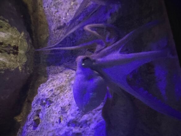 IMG_8296 Une visite en famille à l’aquarium de Vendée avec les enfants