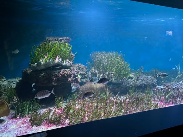 IMG_8295 Une visite en famille à l’aquarium de Vendée avec les enfants