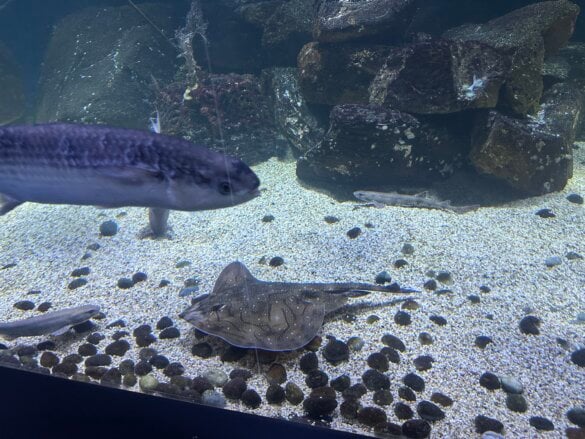 IMG_8293 Une visite en famille à l’aquarium de Vendée avec les enfants