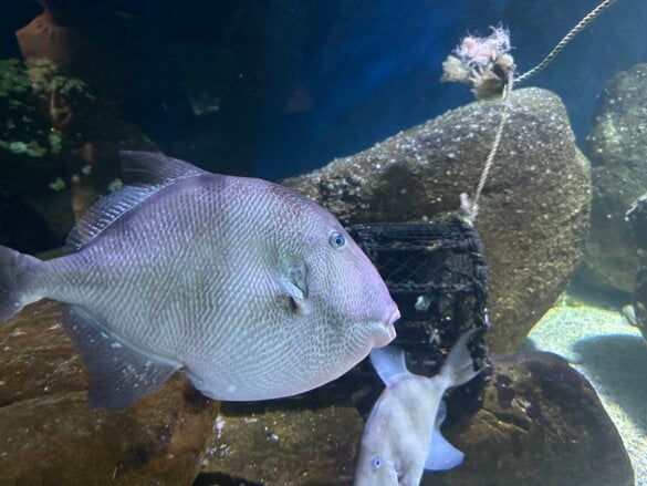 IMG_8291 Une visite en famille à l’aquarium de Vendée avec les enfants